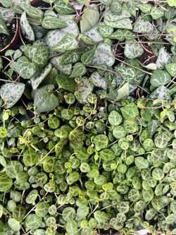 String Succulent Plants 2” Pots 