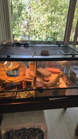 Bearded dragons tank