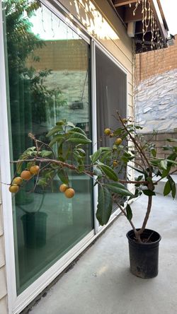 Longan tree