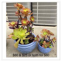 Succulent planters