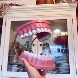 Vintage Anatomical Art Large Plastic and Rubber Medical Model Set of Flexible Human Teeth and Gums