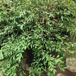 Bridal Wreath Spirea Bush