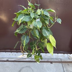 6” brazilian philodendron