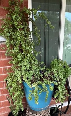 Elephant Food and other plants