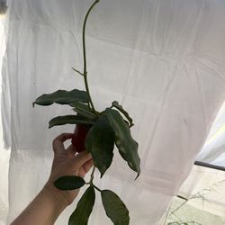 4” xl Hoya villosa