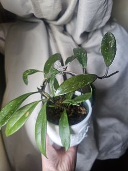 Hoya pubicalyx splash, mature plant, 4inch pot