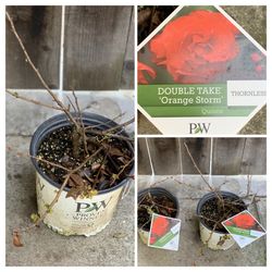 $50 Each Double Take Orange Storm Flower Quince Tree Shrub Bush Plant  Great for Lunar Chinese Vietnamese New Year  Cash only  Firm Price  Pick up in 