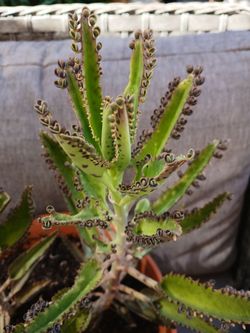 SUCCULENT PLANTS/GARDEN