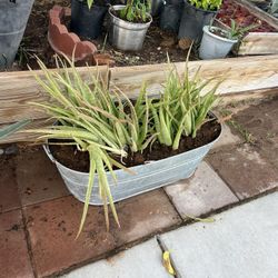 Aloe Vera Plants /  Savila   $30 Each 