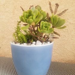 Plant Gift Heart Love Grow