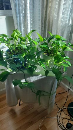 Plants for sale