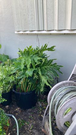 Plantas 🪴