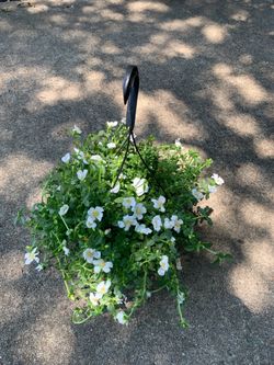 White purslane plant