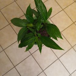Peace Lily Plant In Pot