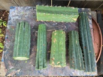 Trichocereus mid cuts