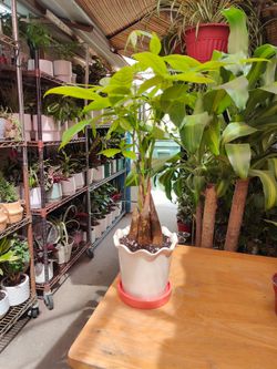 Money Tree