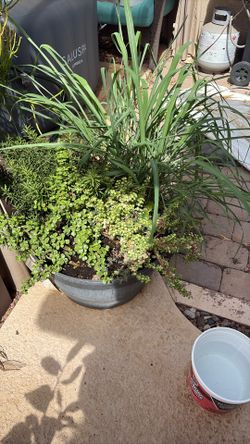Planter