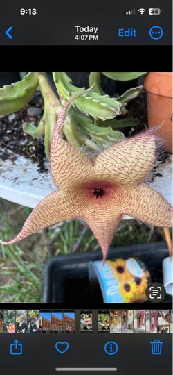 Bonita planta