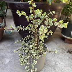 Succulent Plant-Elephant Bush - Portulacaria afra