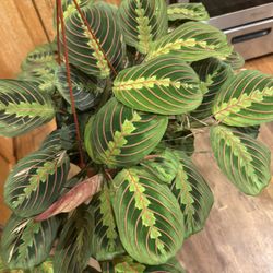 Prayer Plants Aka Rabbit Tracks