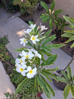Large Plumeria Tree $75