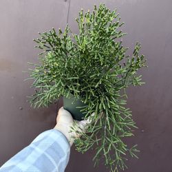 6” rhipsalis dancing bone