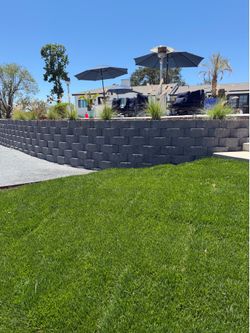 Sod fescue