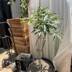 Ice Cream Mango Tree