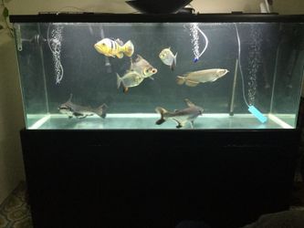 Large Aquarium Fish Tank for Sale in South Gate CA OfferUp