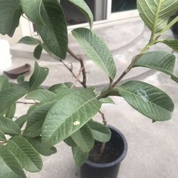 Guava Tree Plant
