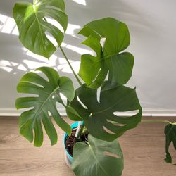 Monstera Deliciosa 