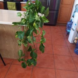 Big Besutiful Healthy Photos Plant $20