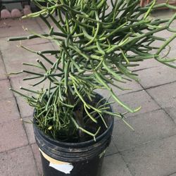 Big Firestck Plant 