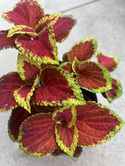 Beautiful Coleus Plant Outdoor