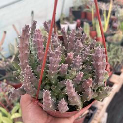 Stapelia Cactus Plant | star shaped unique flowers | 6”