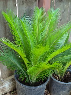 Planta