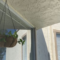 Hanging Basket With Plant