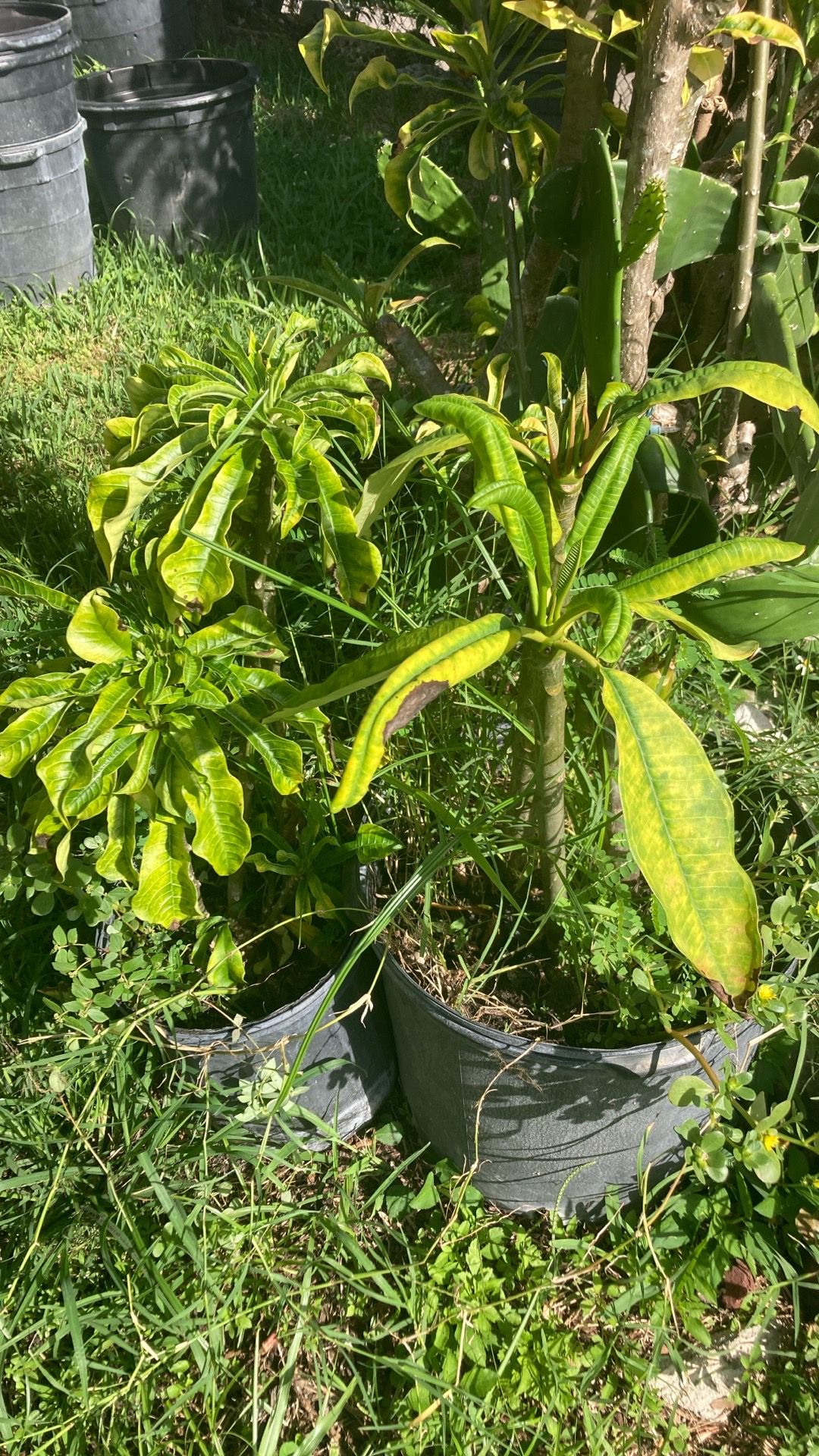 Plant