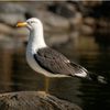 Bob Seagul