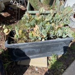 Large Variegated Mother Succulent In Planter 