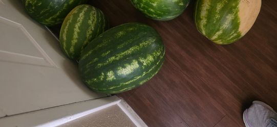 Sandalias recién cortadas sin semillas bien dulces cada una x