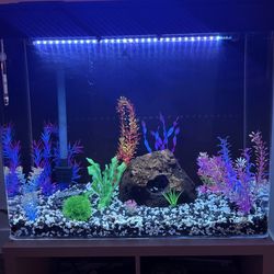Eclipse 30 Gallon Acrylic Aquarium