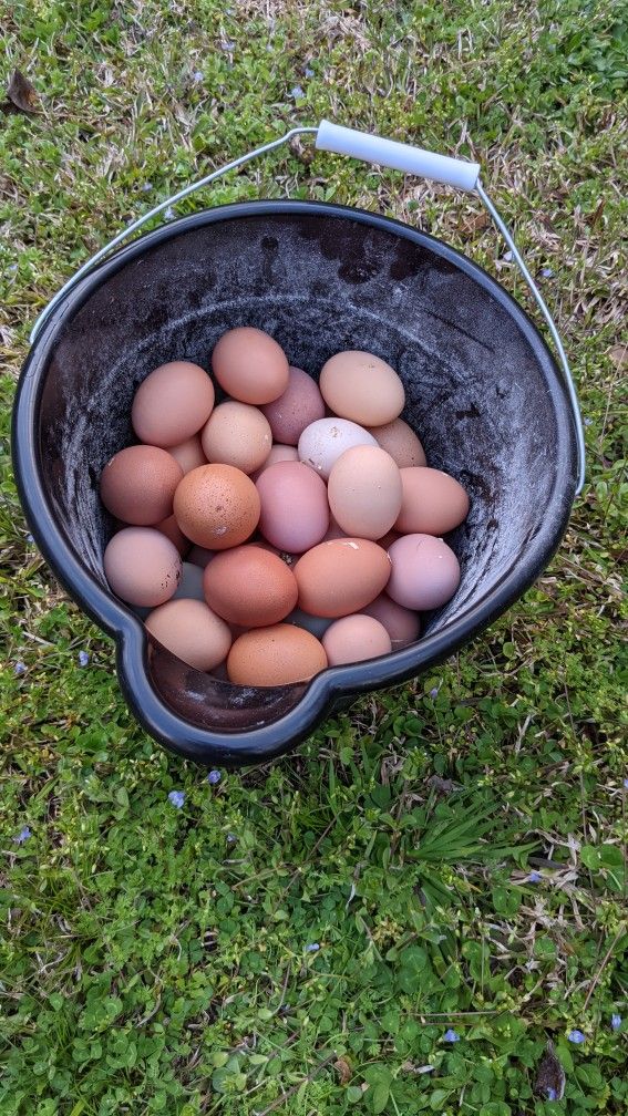 Farm Fresh Eggs $5.00 A Dozen
