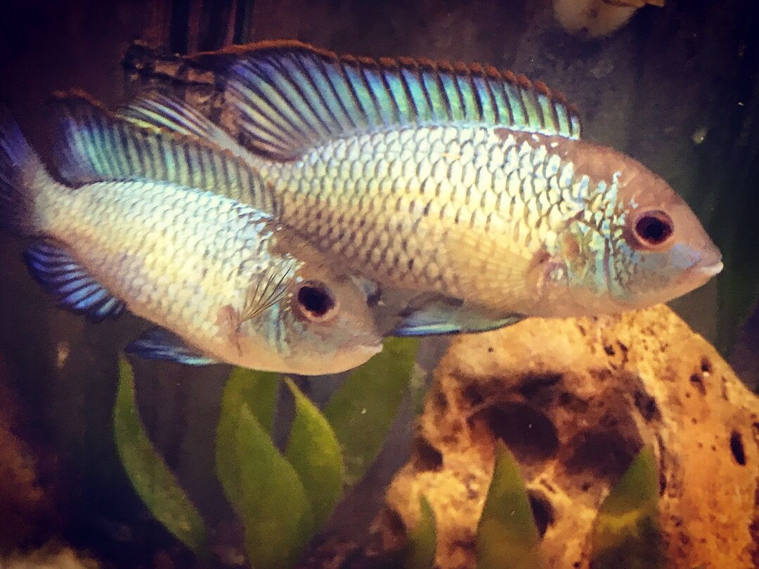 Electric Blue Acara Fish