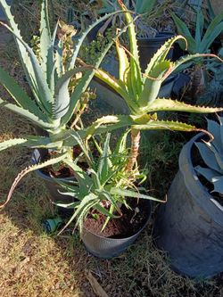 Green torch aloe plant