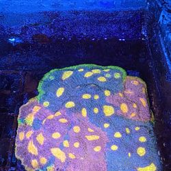 Reef Tank Decoration Jellybean Chalice Colony 