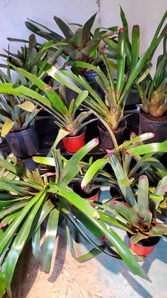 14 bromeliads plants for $50