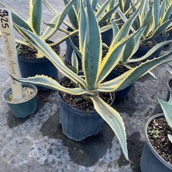 Americano Agave - 3gl