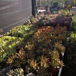 Succulents 