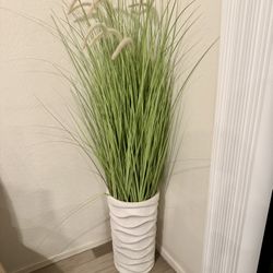 House Plant 